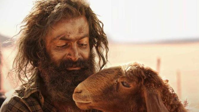Aadujeevitham a big win